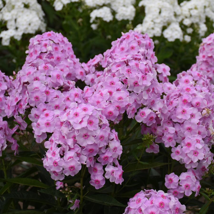 Phlox paniculata LUMINARY® 'Opalescence' - Garden Phlox from Hoffie Nursery