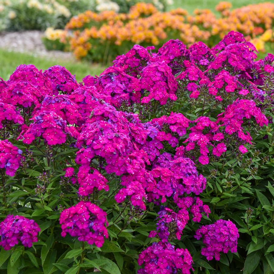 Phlox COPY paniculata LUMINARY® 'Ultraviolet' - Garden Phlox from Hoffie Nursery