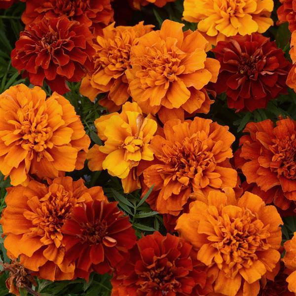 Marigold 'Fireball' - Dwarf Crested French Marigold from Hoffie Nursery
