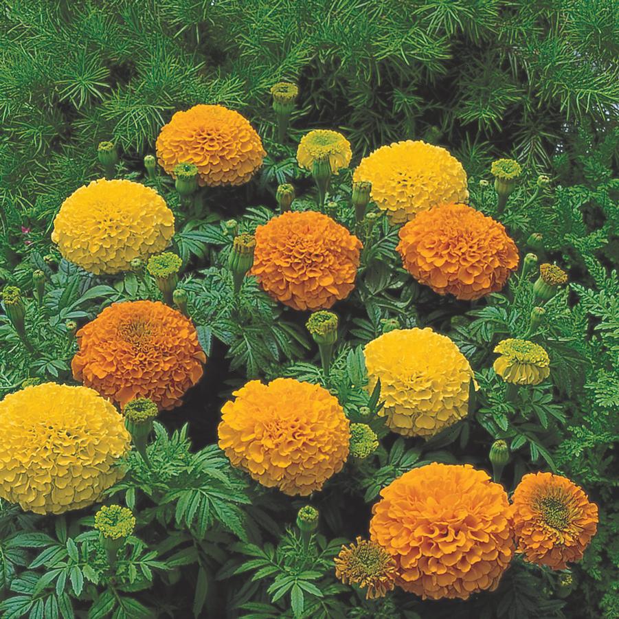 Marigold 'Inca II' - African Marigold from Hoffie Nursery