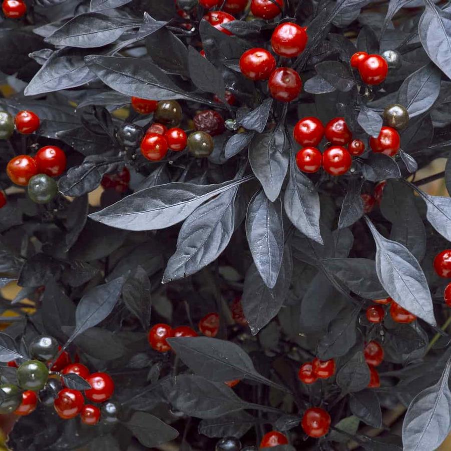 Ornamental Pepper 'Onyx Red' - from Hoffie Nursery