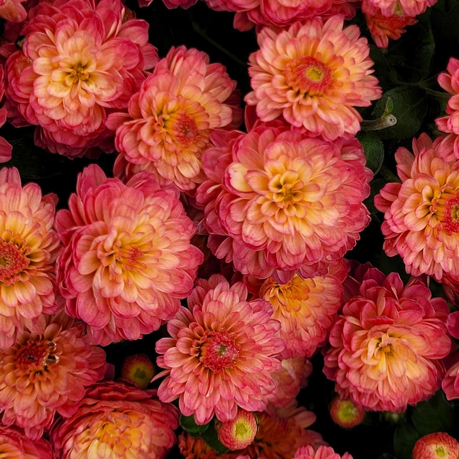Chrysanthemum 'Gigi Coral' - Fall Garden Mum from Hoffie Nursery