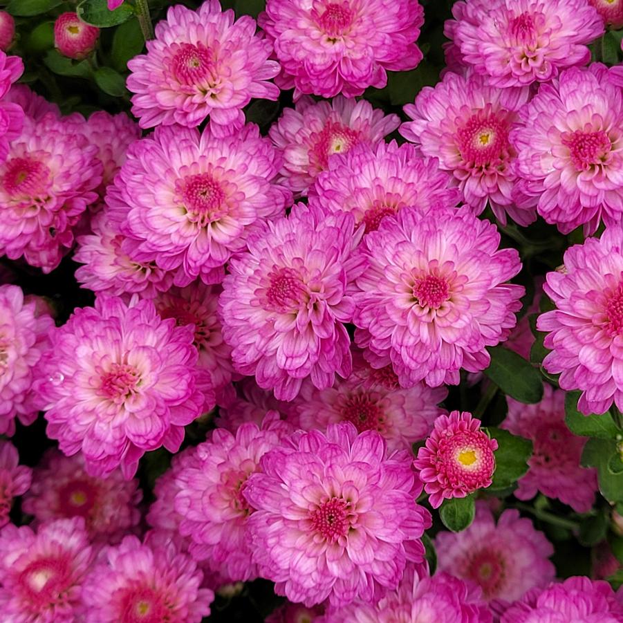 Chrysanthemum Gigi Dark Pink - Fall Garden Mum from Hoffie Nursery