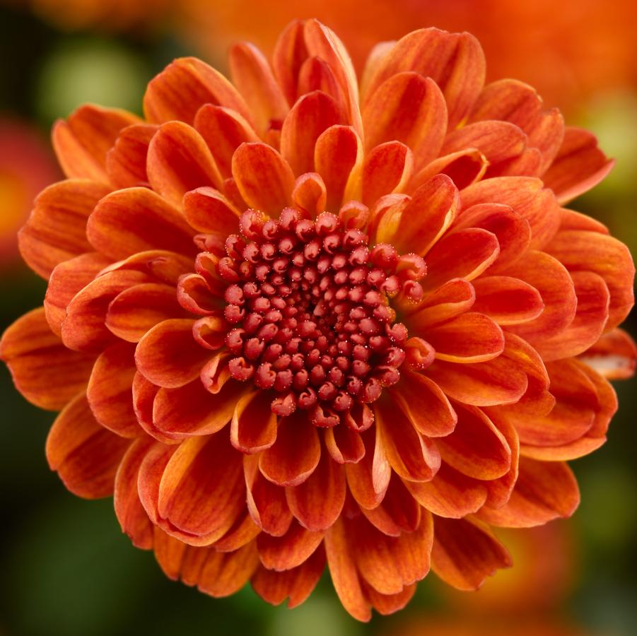 Chrysanthemum Gigi Orange - Fall Garden Mum from Hoffie Nursery