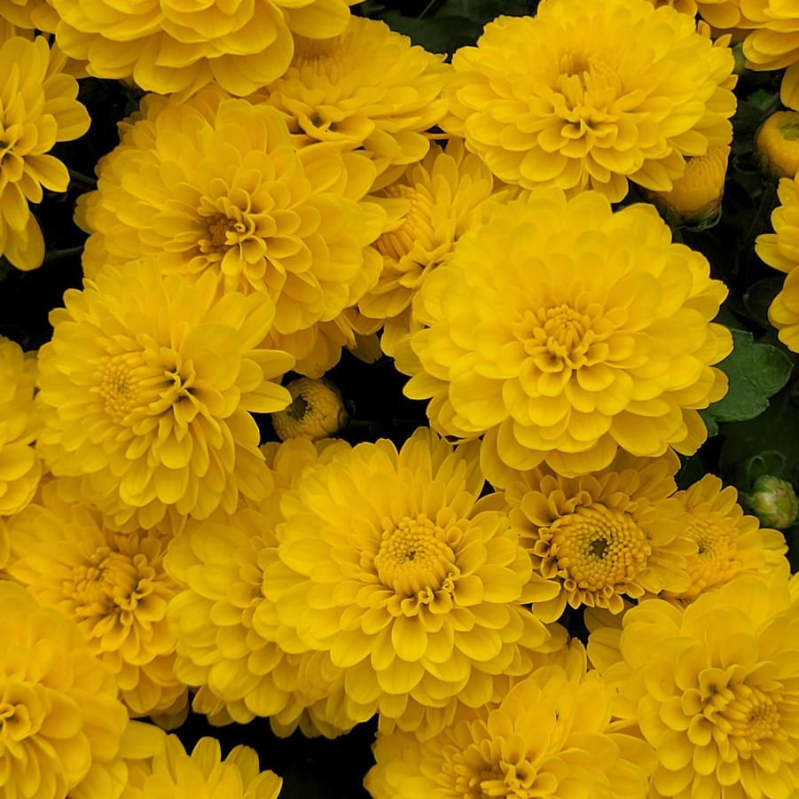 Chrysanthemum Gigi Yellow - Fall Garden Mum from Hoffie Nursery