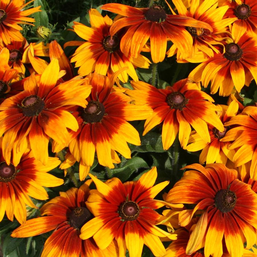 Rudbeckia 'Cappuccino' - Fall Black-Eyed Susan from Hoffie Nursery