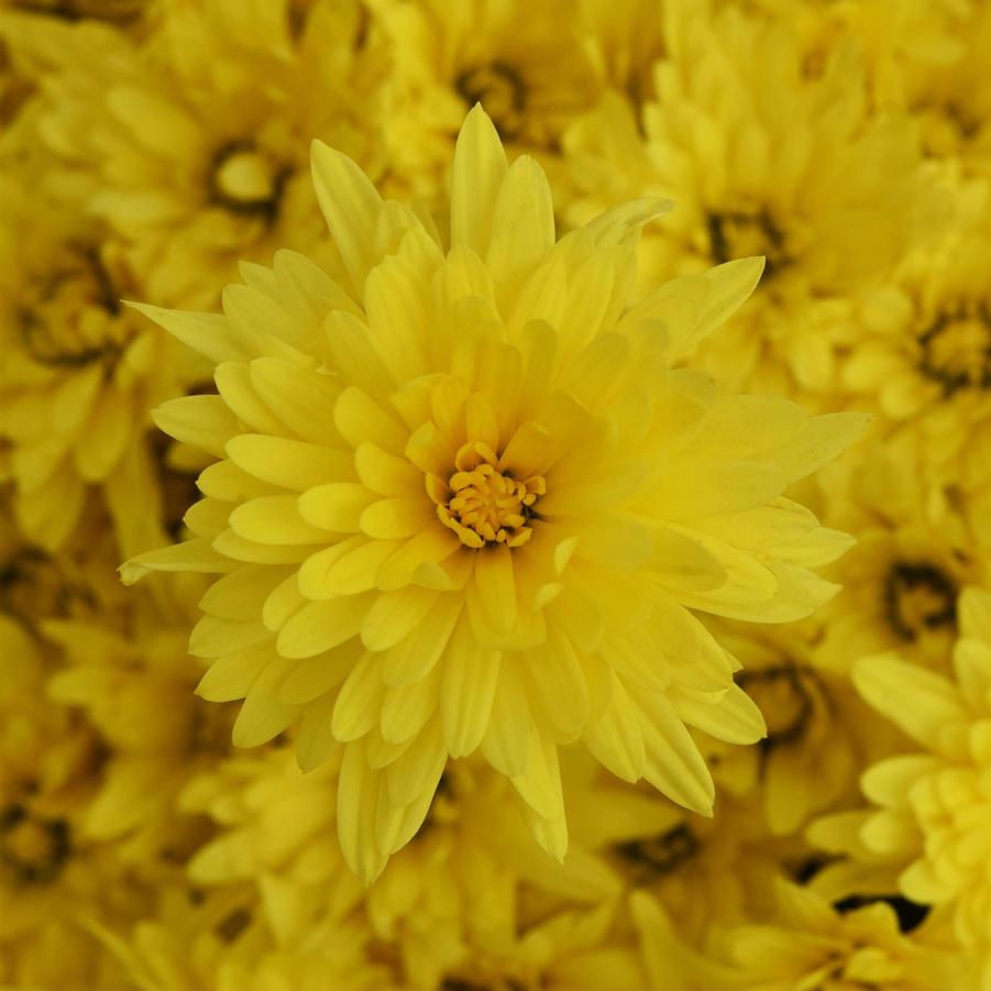 Chrysanthemum Destiny Yellow - Fall Garden Mum from Hoffie Nursery