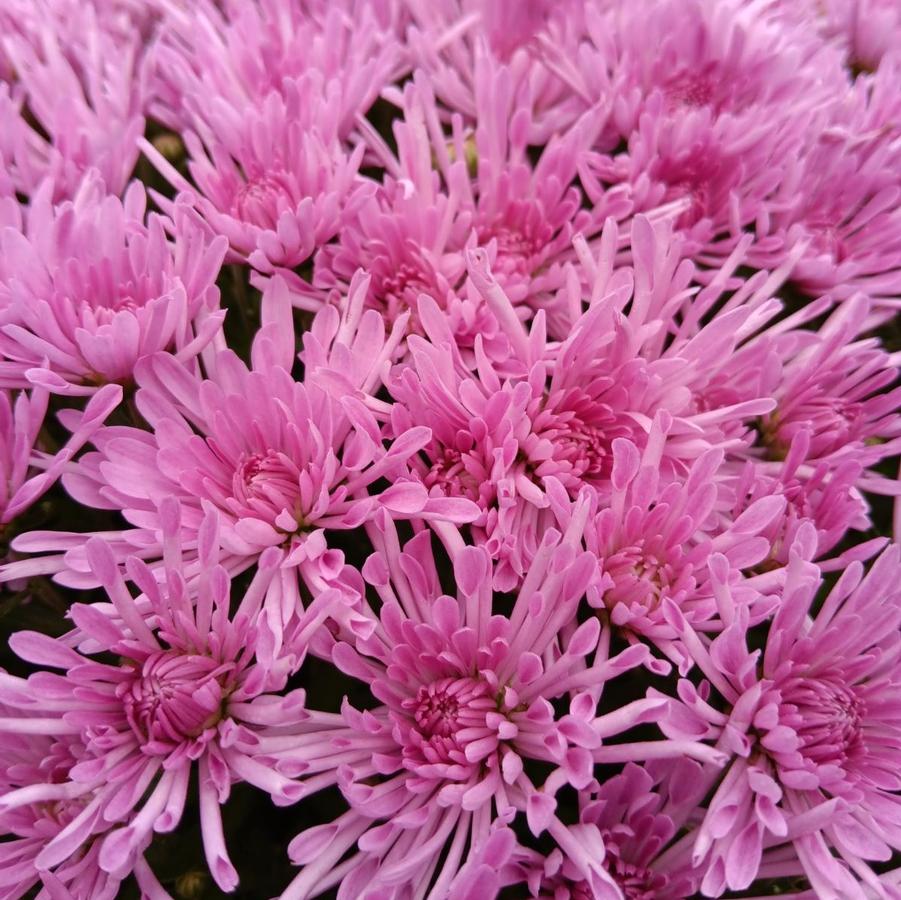 Chrysanthemum 'Baoli Lilac' - Fall Garden Mum from Hoffie Nursery