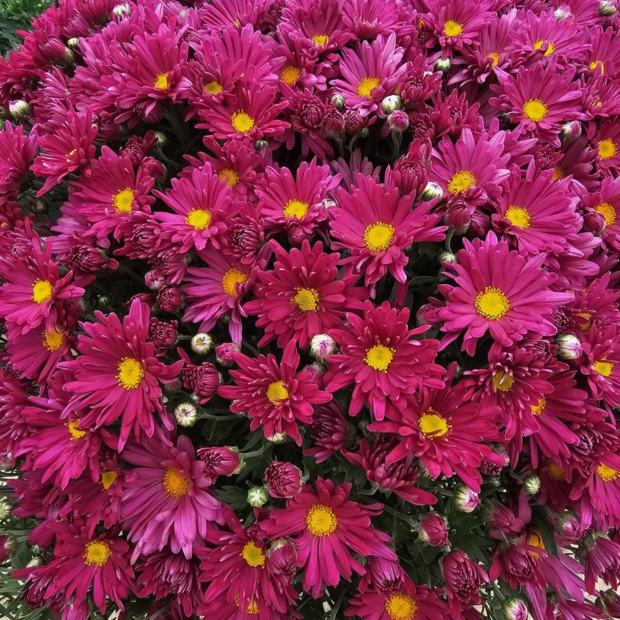 Chrysanthemum Teresa Pink - Fall Garden Mum from Hoffie Nursery