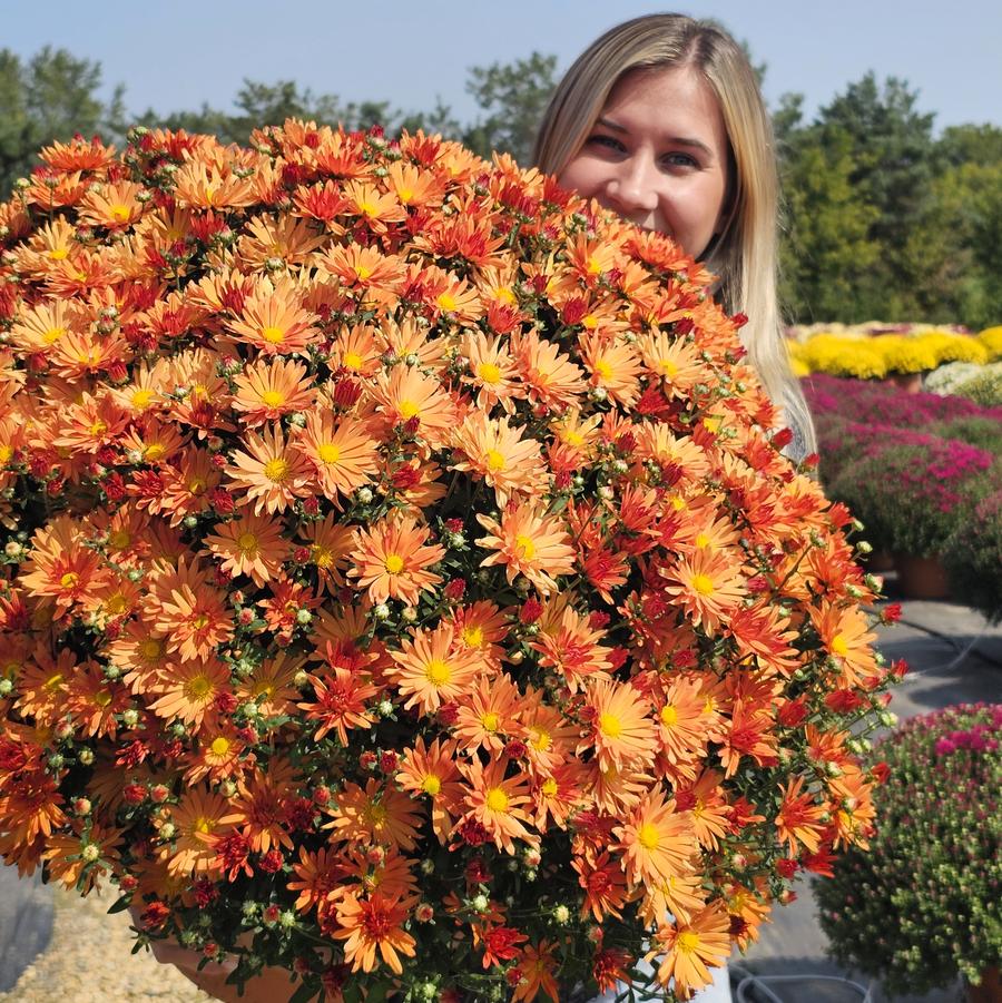 Chrysanthemum Tracy - Fall Garden Mum from Hoffie Nursery