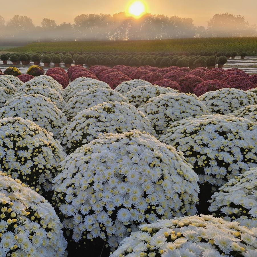 Chrysanthemum Bridal White - Fall Garden Mum from Hoffie Nursery