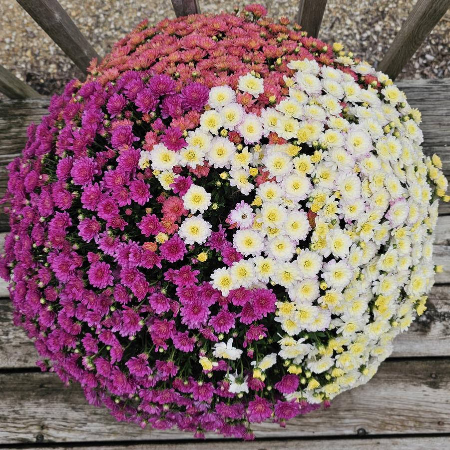 Chrysanthemum Combo Pastel - Fall Garden Mum from Hoffie Nursery