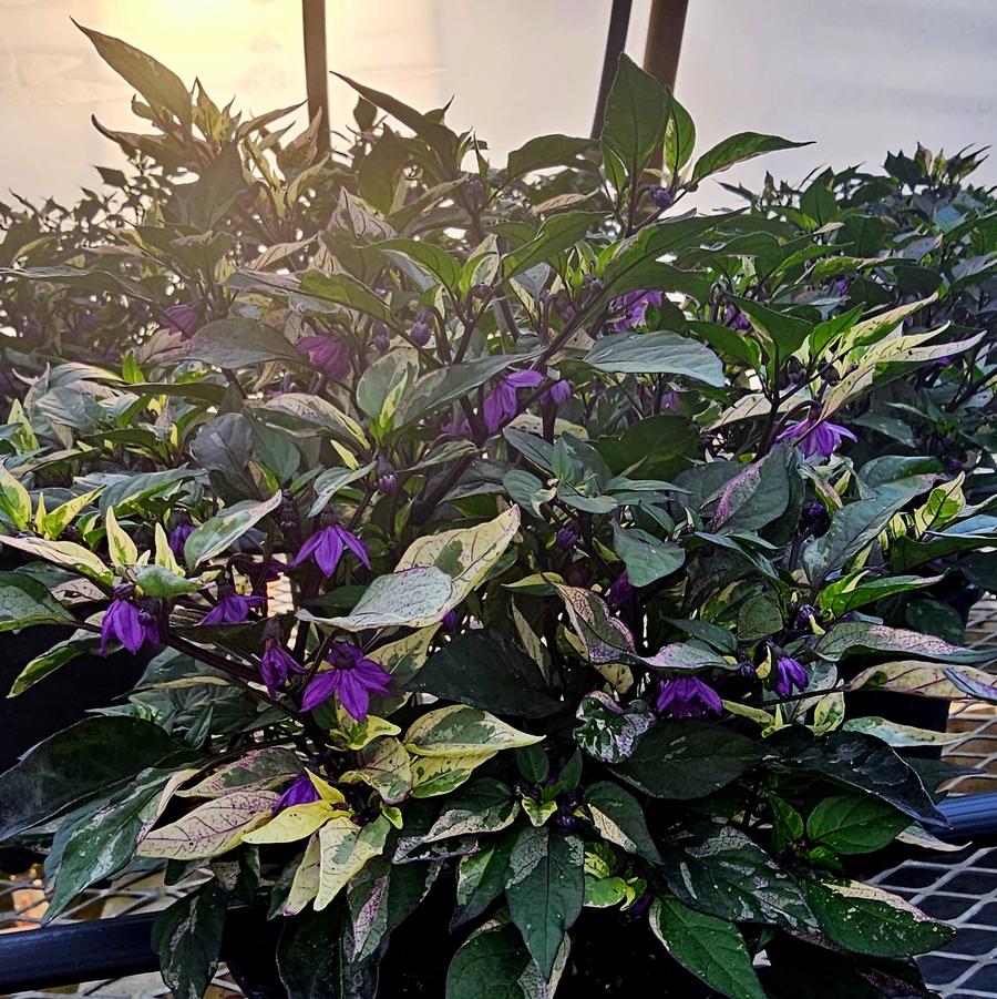 Ornamental Pepper 'Calico' - Capsicum annuum from Hoffie Nursery