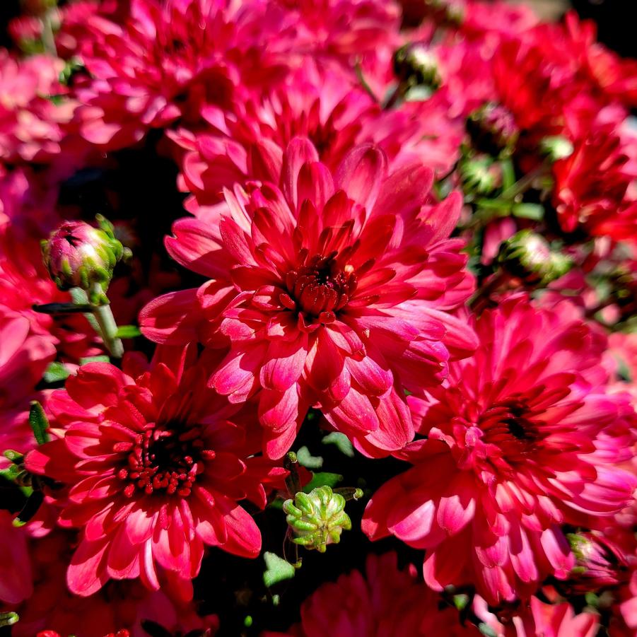 Chrysanthemum 'Strawberry Ice' - Fall Garden Mum from Hoffie Nursery