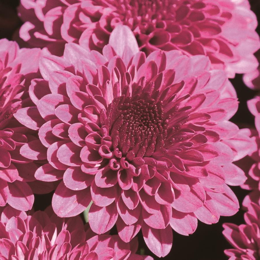 Chrysanthemum Cheryl Regal Purple - Fall Garden Mum from Hoffie Nursery