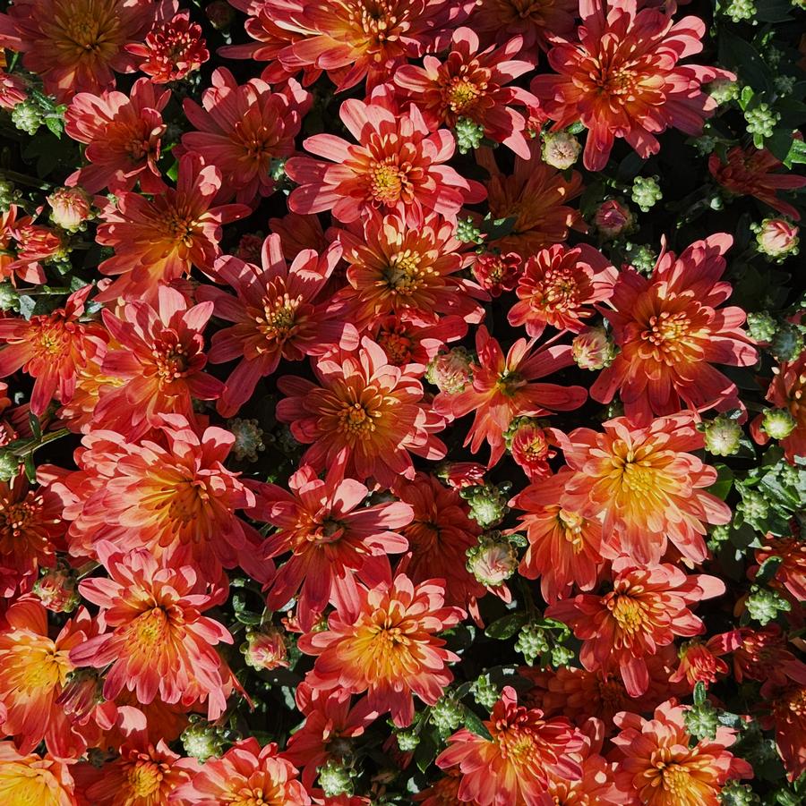 Chrysanthemum Jacqueline Orange Fusion - Fall Garden Mum from Hoffie Nursery