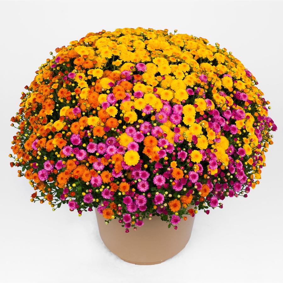Chrysanthemum Confetti Acorn Lane - Fall Garden Mum from Hoffie Nursery