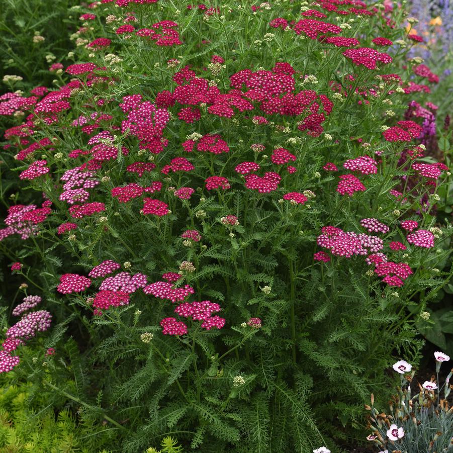 Achillea Violet New Vintage - Yarrow from Hoffie Nursery
