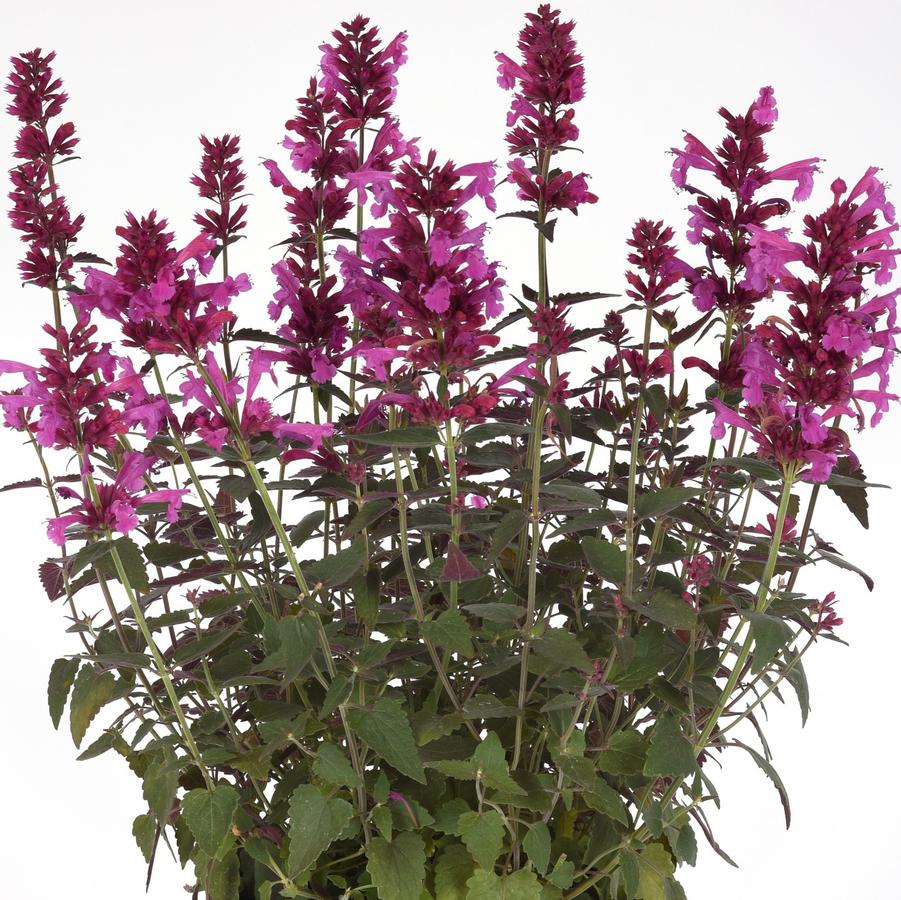 Agastache mexicana Summerlong™ 'Magenta' - Mexican Giant Hyssop from Hoffie Nursery
