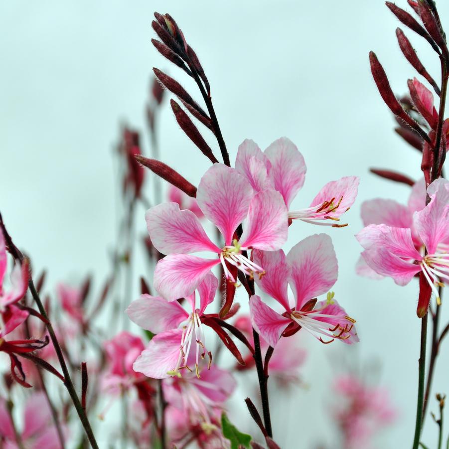 Gaura Pink Bantam™ - Butterfly Gaura from Hoffie Nursery