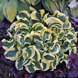 Hosta 'Miniskirt' - Mini Hosta from Hoffie Nursery