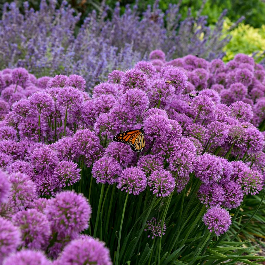 Allium 'Serendipity' - Ornamental Onion from Hoffie Nursery