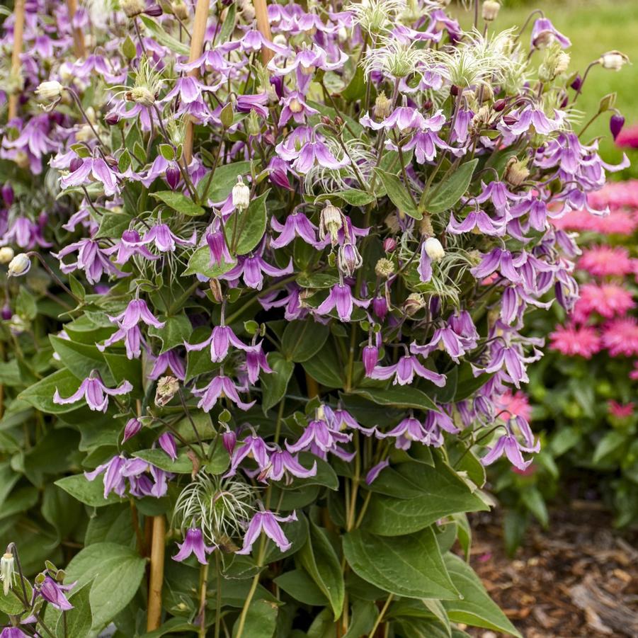 Clematis 'Stand by Me Pink' - Bush Clematis from Hoffie Nursery