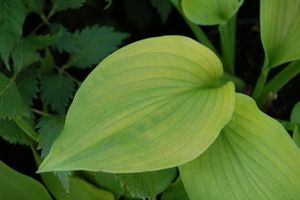 Hosta August Moon