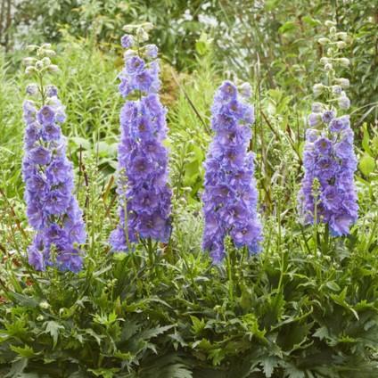 Delphinium Delgenius™ 'Shelby' - Larkspur from Hoffie Nursery