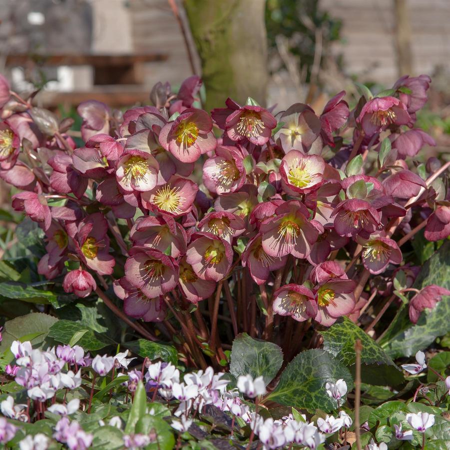 Helleborus Frostkiss® Frostkiss® 'Elemental' - Lenten Rose from Hoffie Nursery