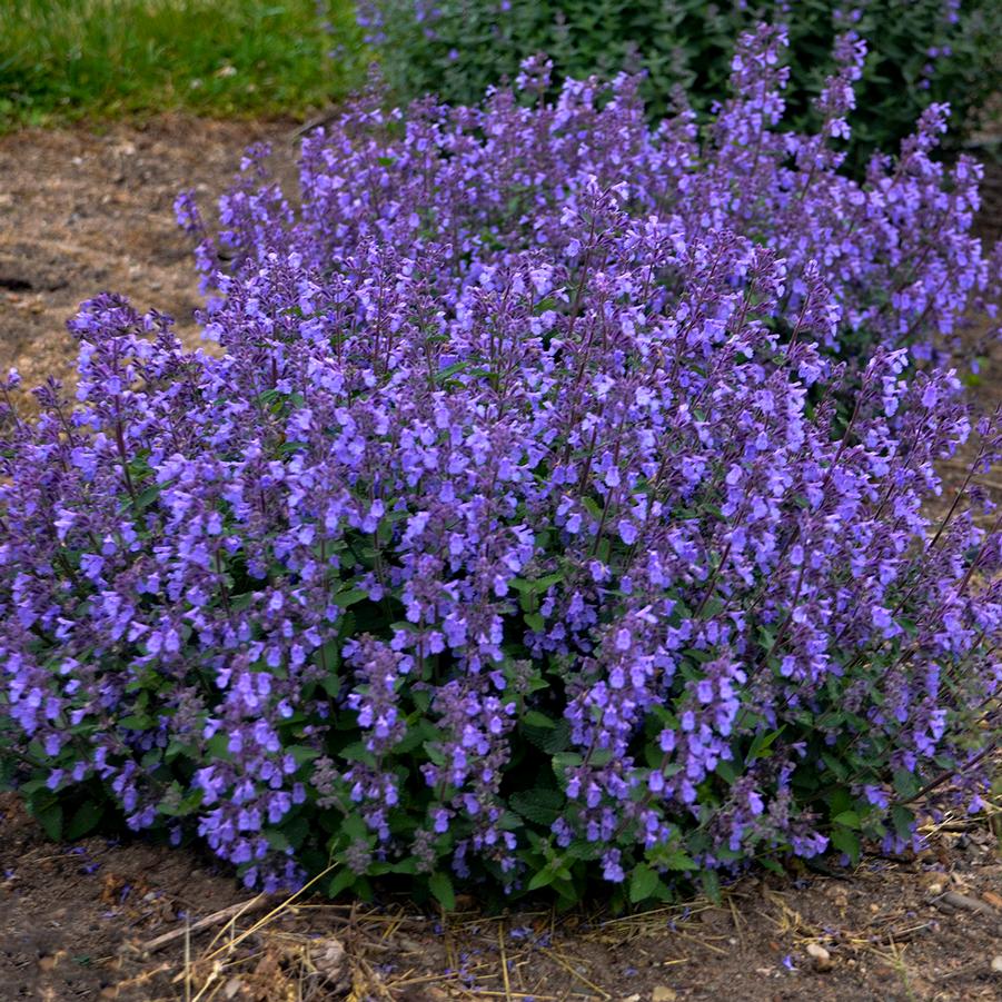 Nepeta 'Picture Purrfect' - Catmint from Hoffie Nursery