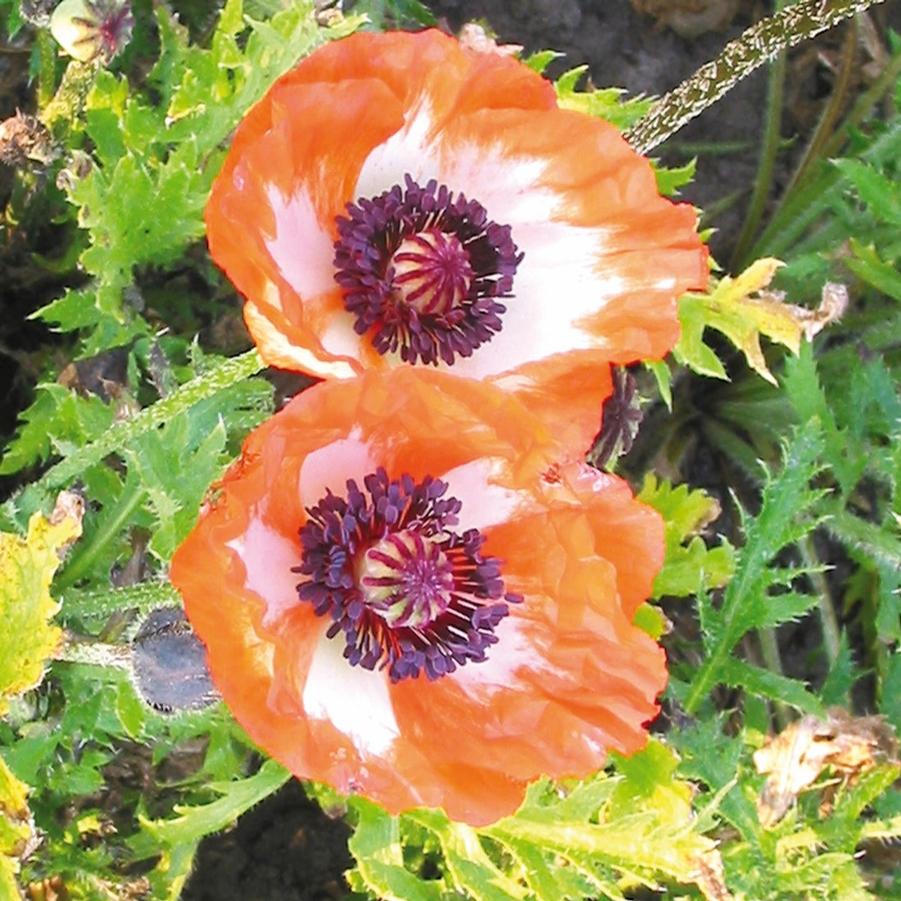 Papaver orientale 'Picotee' - Oriental Poppy from Hoffie Nursery
