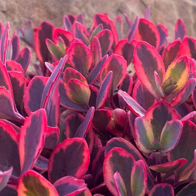 Sedum Sunsparkler® 'Dazzling Dynamite' - Stonecrop from Hoffie Nursery