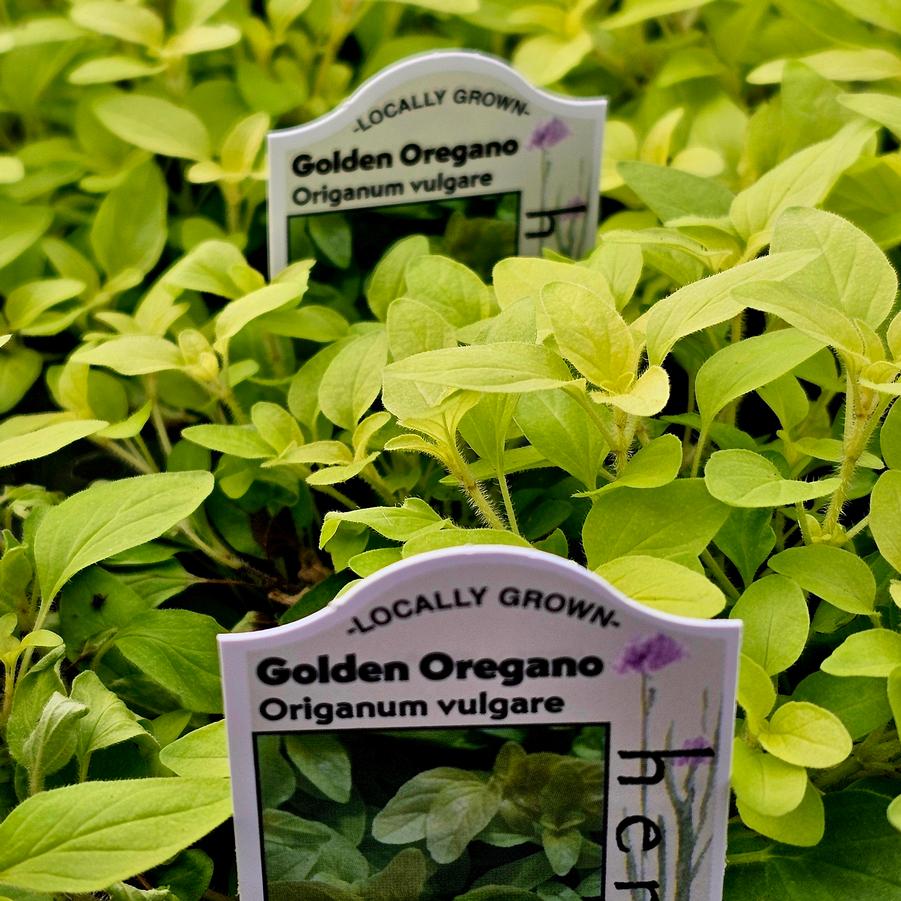 Oregano, Golden - Origanum vulgare 'Aureum' from Hoffie Nursery