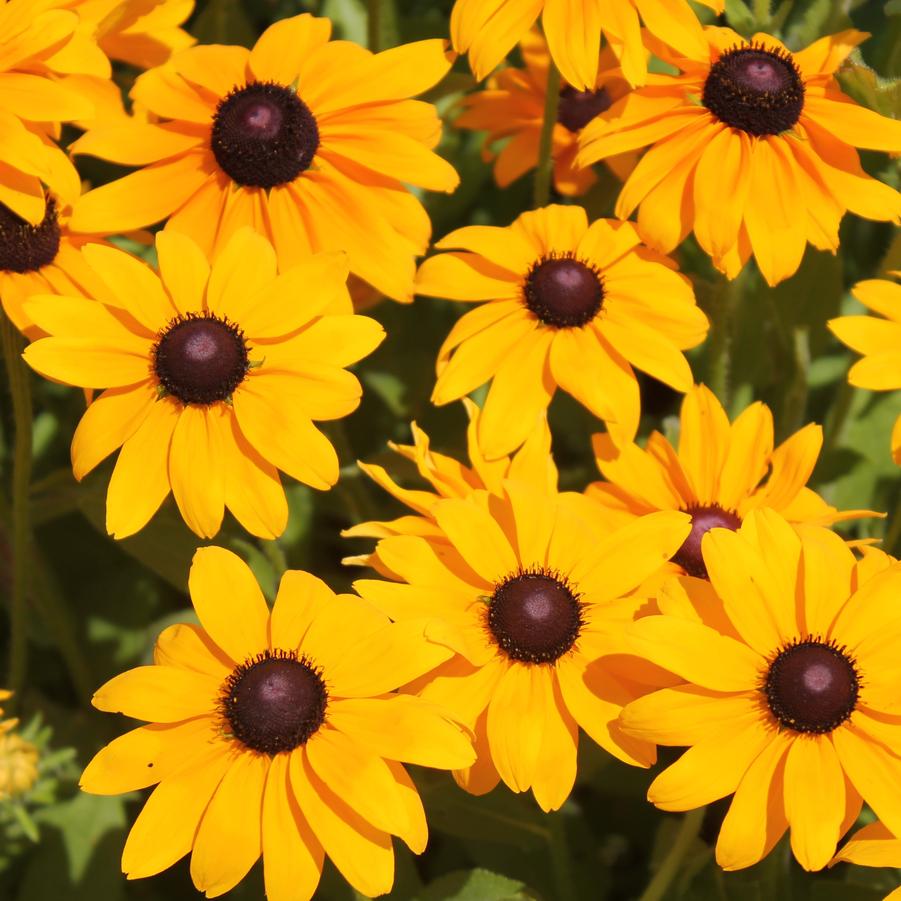 Rudbeckia hirta 'Marmalade' - Black-Eyed Susan from Hoffie Nursery