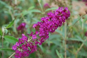 Buddleia davidii Royal Red