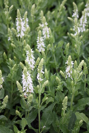 Salvia Nemorosa 'snowhill' Hybrid Sage From Hoffie Nursery