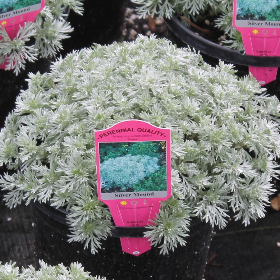 Image of Dianthus silver mound artemisia companion plant