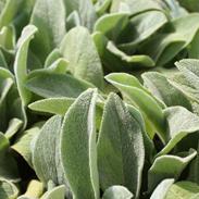 Stachys byzantina - Lamb's Ear from Hoffie Nursery