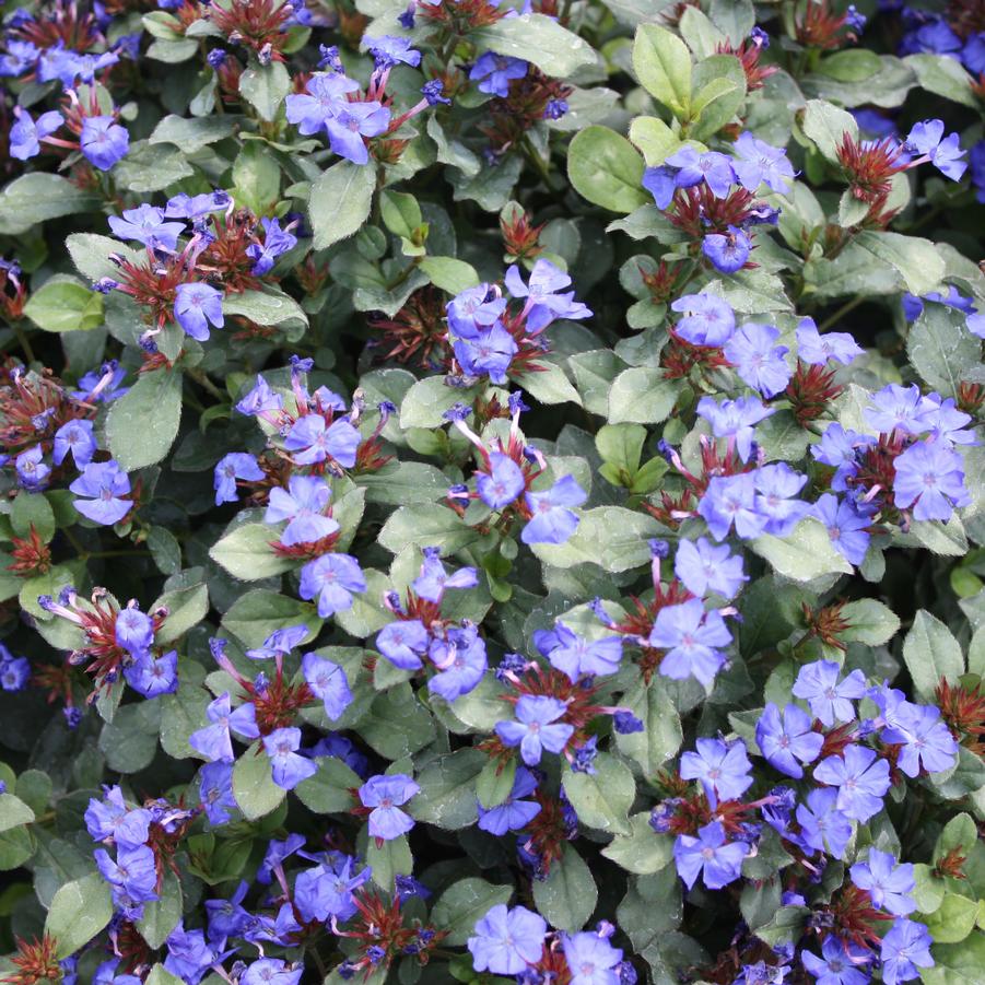 Ceratostigma plumbaginoides - Plumbago, Leadwort from Hoffie Nursery