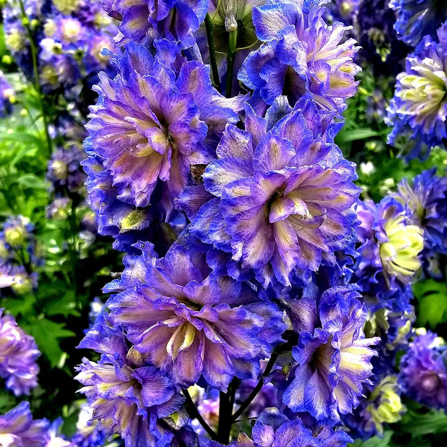 Delphinium Highlander™ 'Bolero' - Larkspur from Hoffie Nursery