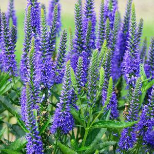 Veronica longifolia 'Royal Rembrandt' Spiked Speedwell from Hoffie