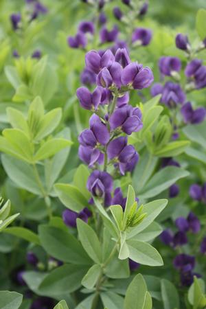 Baptisia 'Royal Purple' False Indigo from Hoffie Nursery