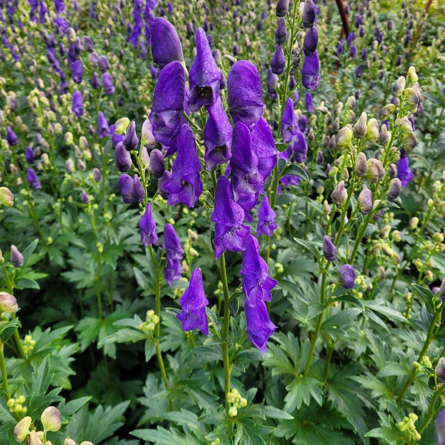 Aconitum fischeri - Monkshood from Hoffie Nursery