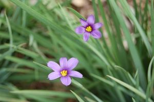 Sisyrinchium angustifolium Lucerne