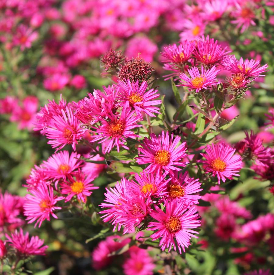 Aster novae-angliae 'Alma Potschke' - New England Aster from Hoffie Nursery