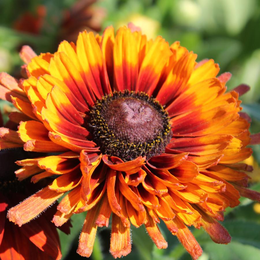 Rudbeckia 'Autumn Colors' - Fall Black-Eyed Susan from Hoffie Nursery