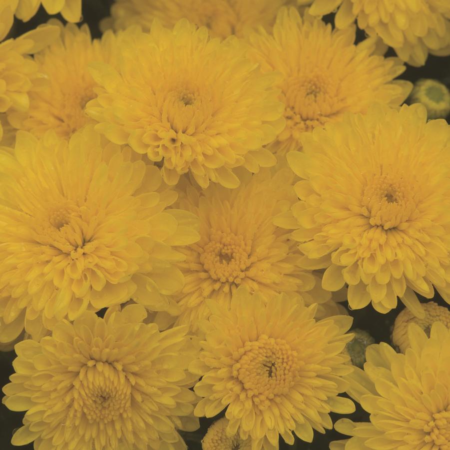 Chrysanthemum 'Sparkling Cheryl Yellow' - Fall Garden Mum from Hoffie Nursery