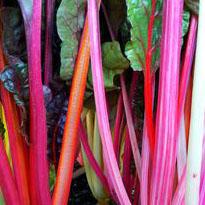 Swiss Chard 'Bright Lights' - Beta vulgaris from Hoffie Nursery