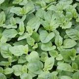 Oregano, Italian - Origanum from Hoffie Nursery